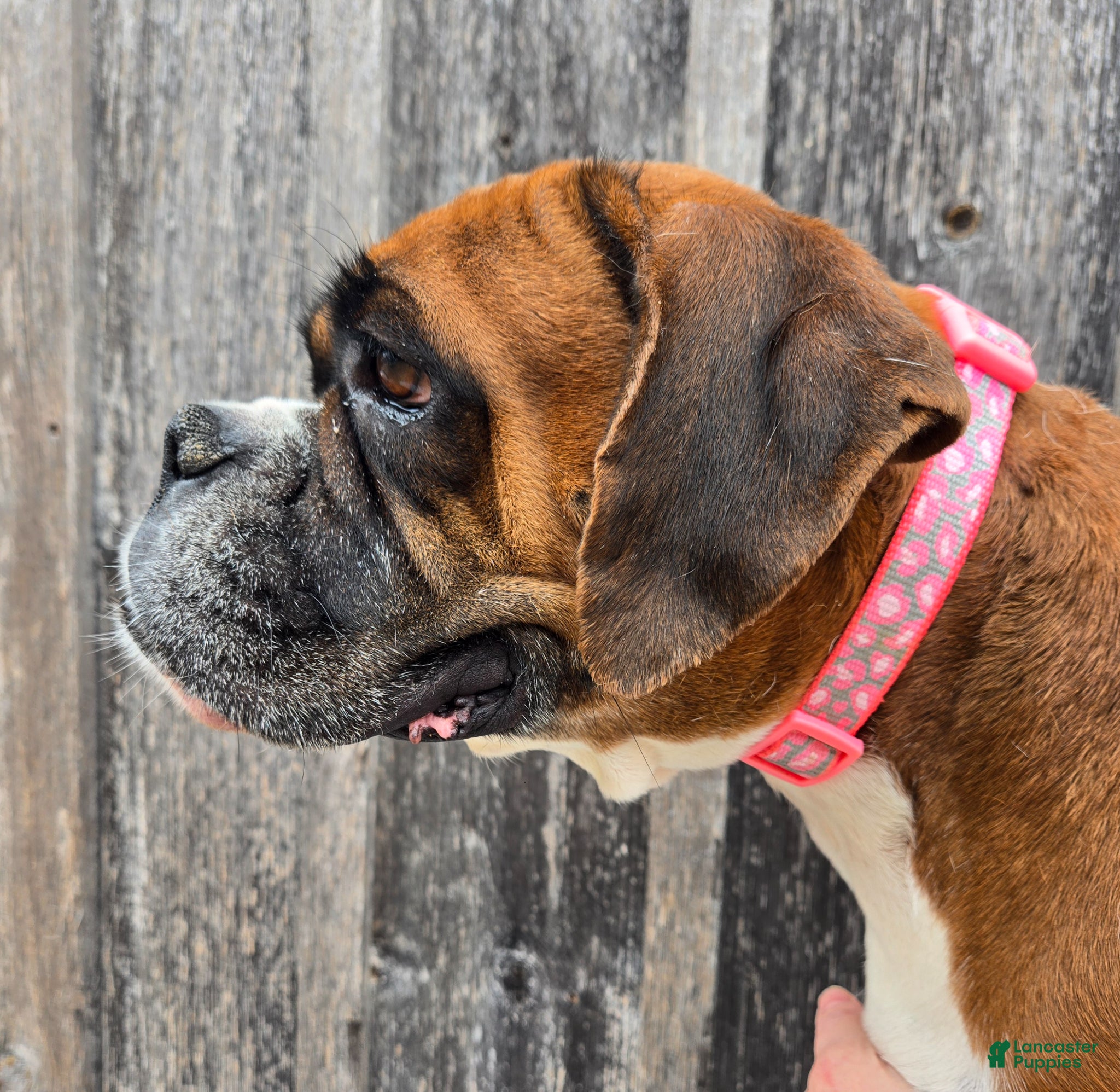 Boxer dogs Boxer Puppy 1 - Ad 39
