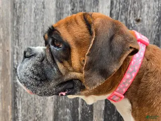 Boxer dogs Boxer Puppy 1 - Ad 38