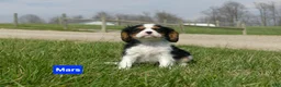 Cavalier King Charles Spaniel dogs for sale: Mars - Ad 7