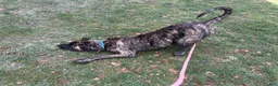Presa Canario dogs for sale: Presa Canario Puppy 1 - Ad 3