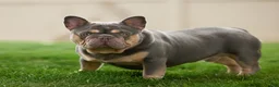 French Bulldog dogs for sale: Hunter - Ad 8
