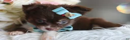 Chihuahua dogs for sale: Chihuahua 1 - Ad 2