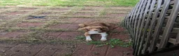 Miniature Australian Shepherd dogs for sale: Miniature Australian Shepherd 2 - Ad 3