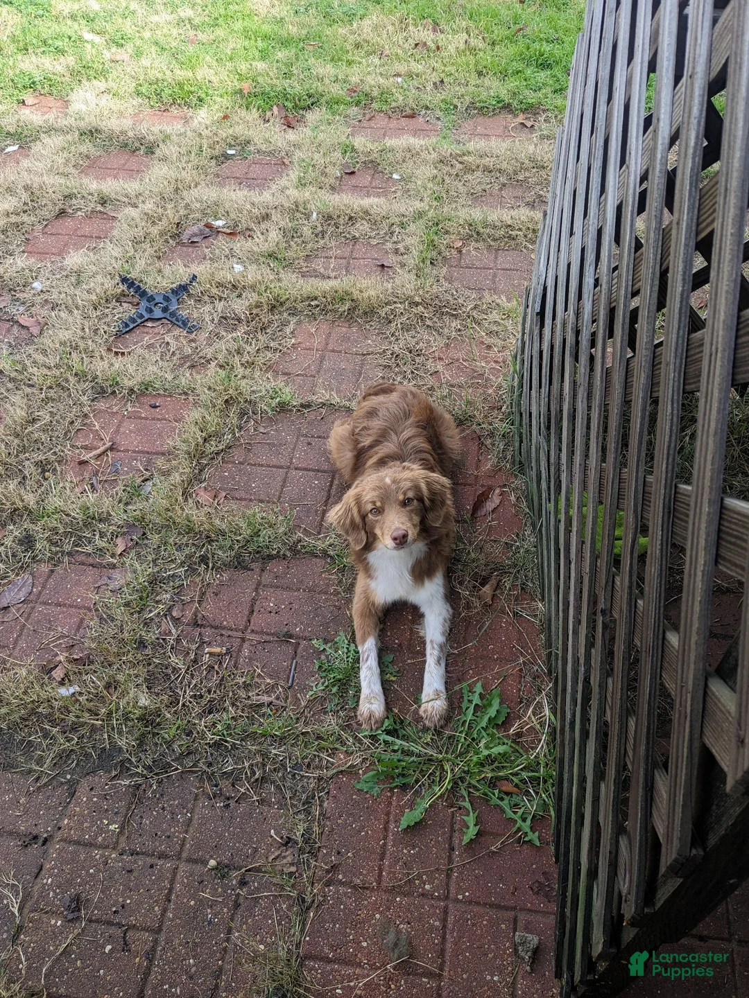 Miniature Australian Shepherd dogs for sale: Miniature Australian Shepherd 2 - Ad 3