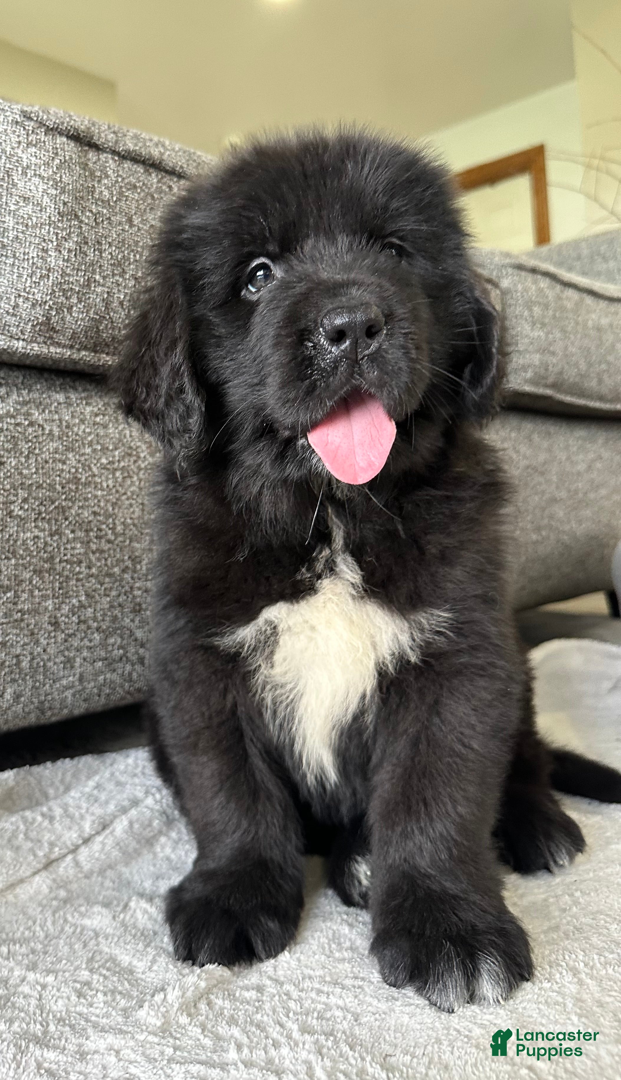 Newfoundland dogs “ Peeta” OFA, CH, AKC,  - Ad 1
