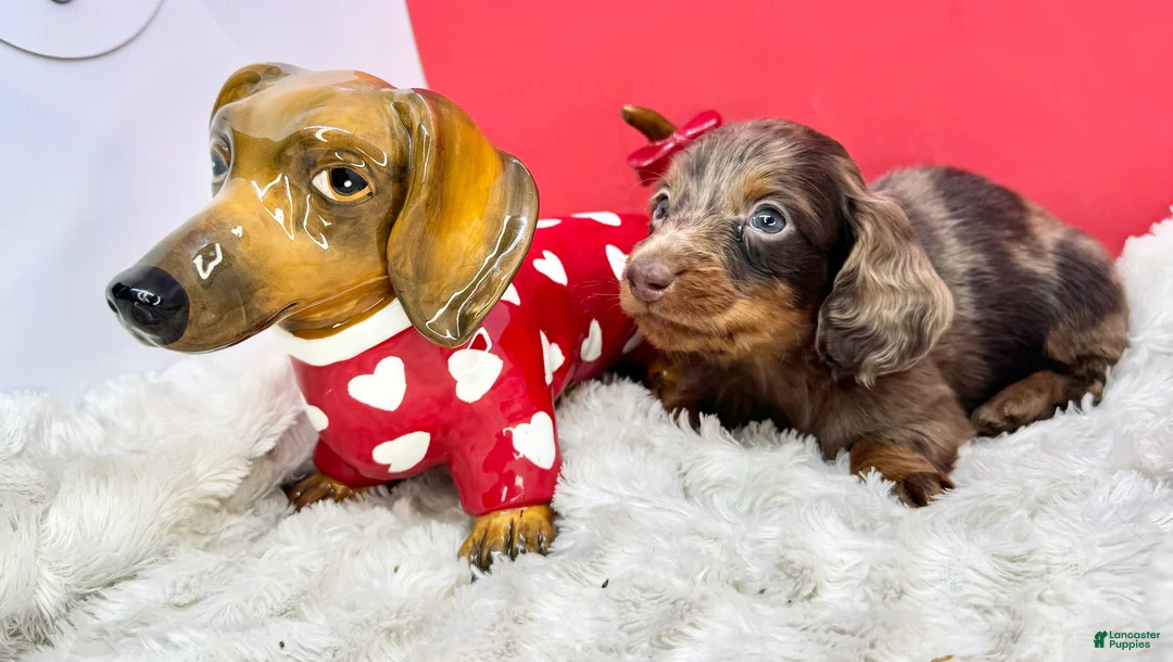 Miniature Dachshund dogs for sale: Chocolate dapple Russian Akc  - Ad 2