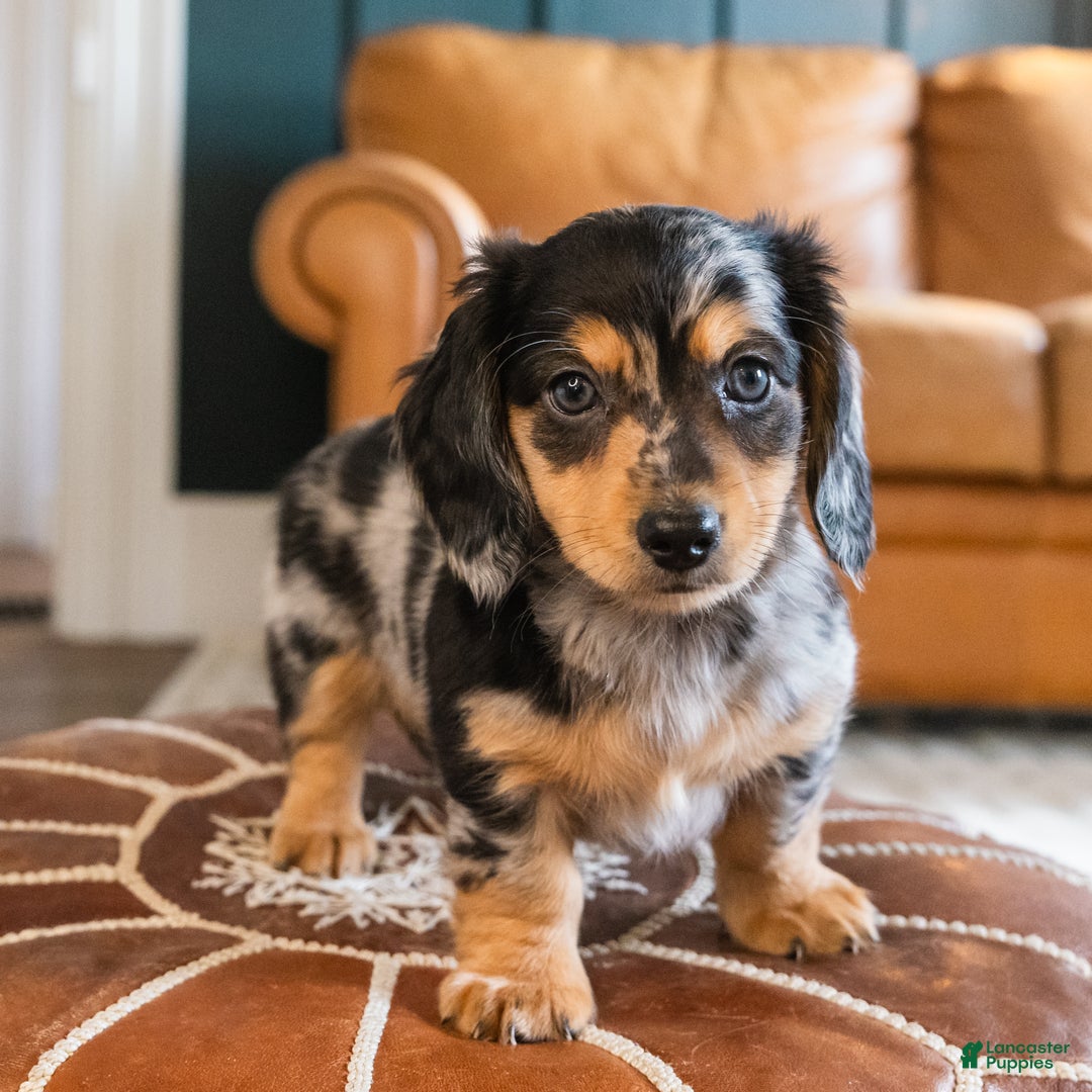 Dachshund dogs for sale: Dash - CHRISTMAS PUPPY! - Ad 8