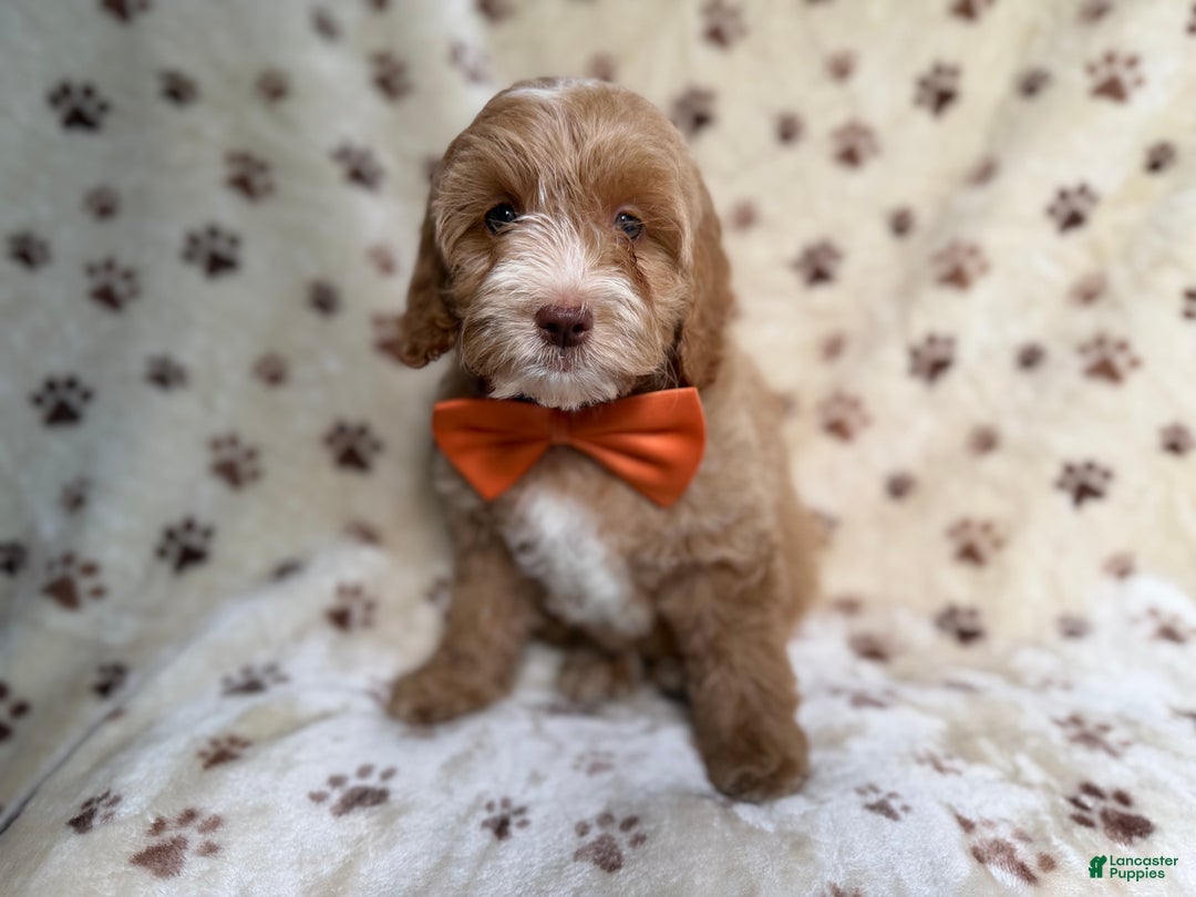 Cockapoo dogs for sale: Breezy - Ad 4