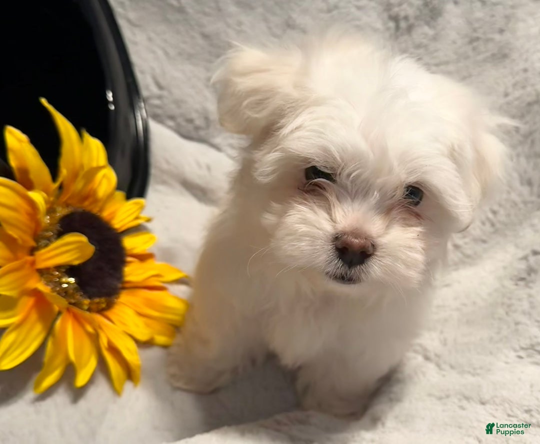 Mixed Breed dogs for sale:  Lhatese Breed “Daisy” - Ad 7