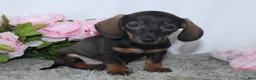 Miniature Dachshund dogs for sale: Karla - Ad 3
