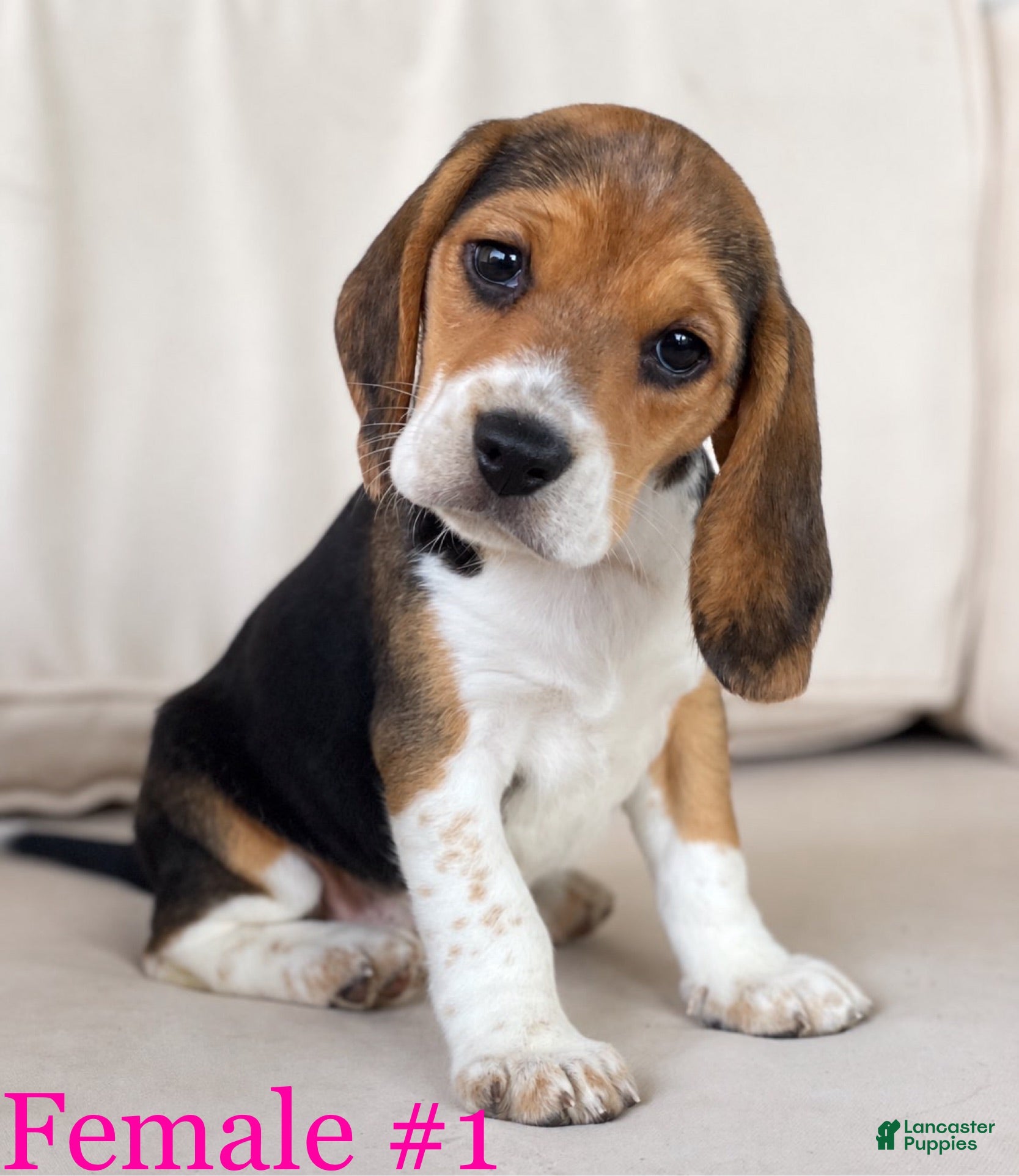 Beagle dogs Female 1 - Ad 1