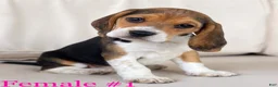 Beagle dogs for sale: Female 1 - Ad 1