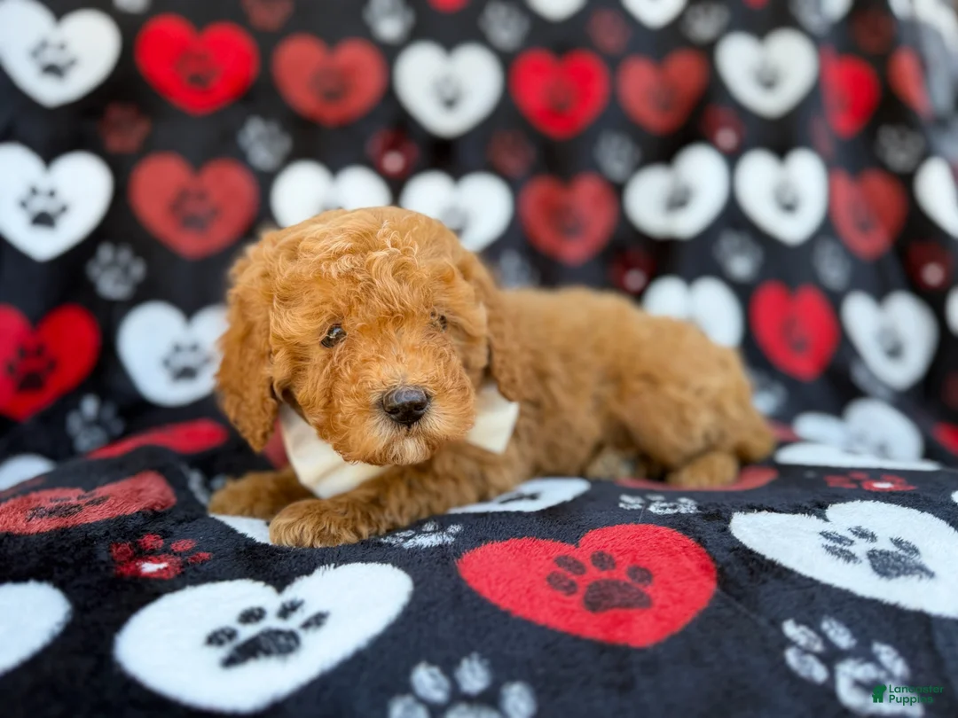 Cavapoo dogs for sale: Ace - Ad 9
