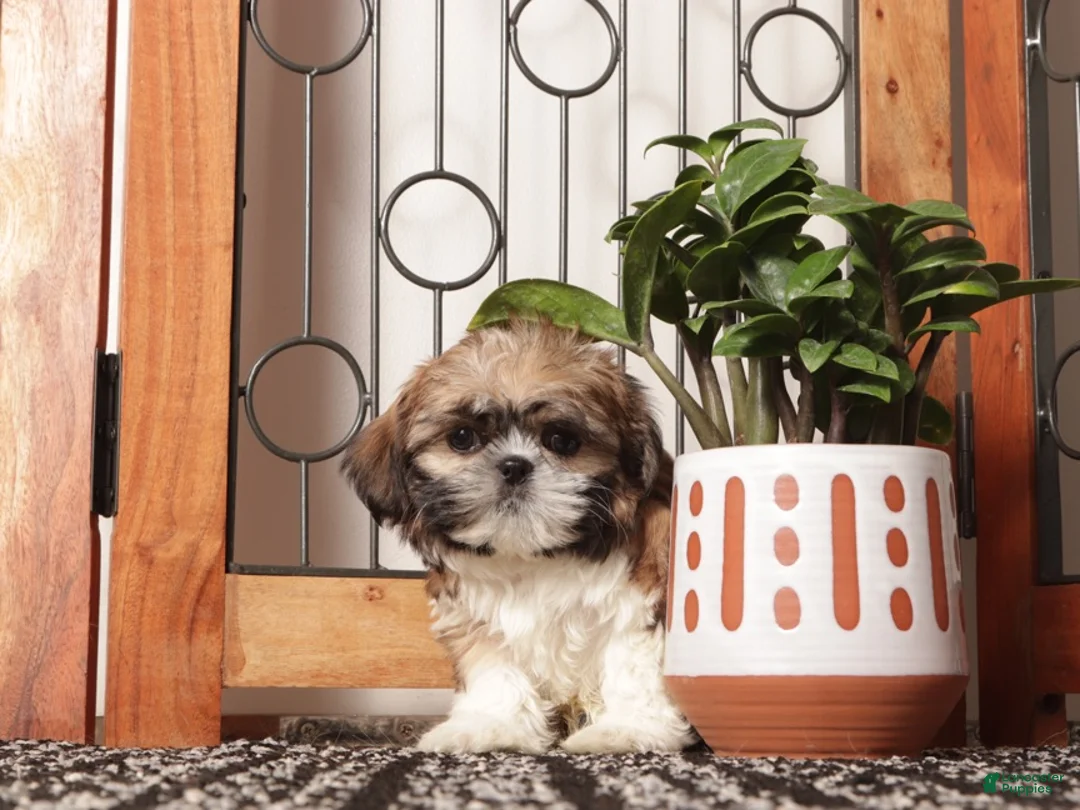 Shih Tzu dogs for sale: Roo Happy Little Shihtzu  - Ad 1