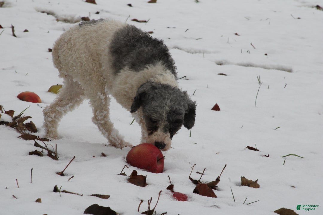 Toy Poodle dogs for sale: Mandy - Ad 2