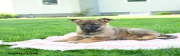German Shepherd dogs for sale: Clover - Ad 3