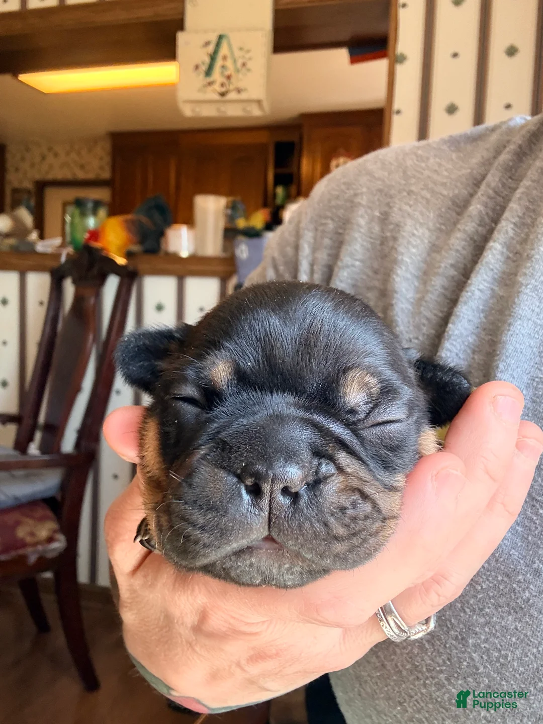 Frenchton dogs for sale: Frenchton Puppy 2 . (Teddy) - Ad 2