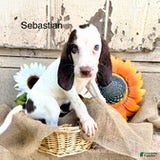 Bloodhound dogs Sebastian - Ad 42