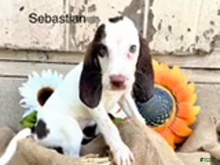 Bloodhound dogs Sebastian - Ad 42