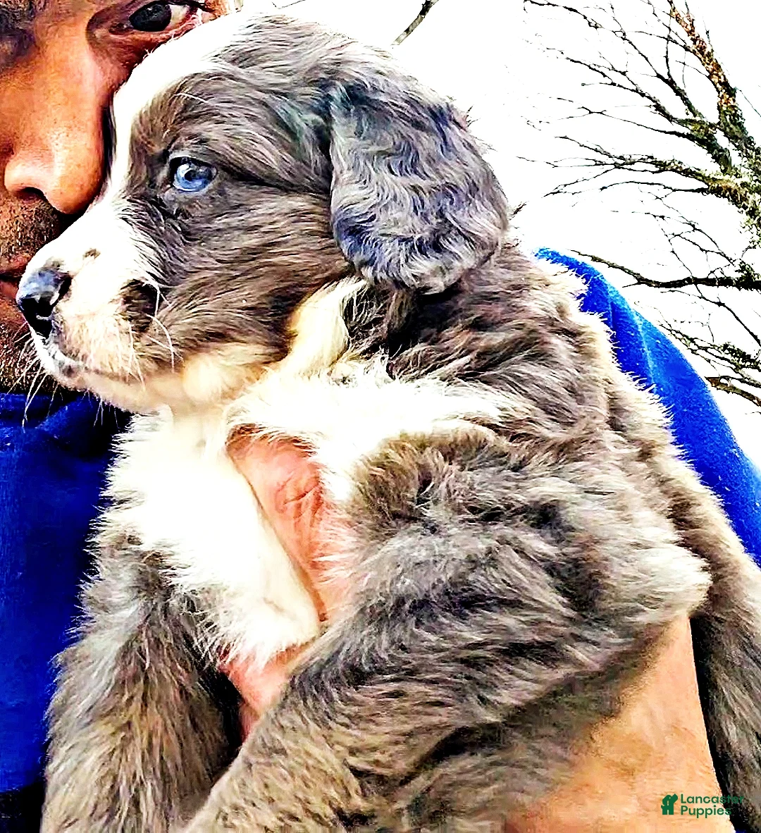 Mini Bernedoodle dogs for sale: Mini Bernedoodle Puppy 1 - Ad 1