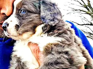 Mini Bernedoodle dogs Mini Bernedoodle Puppy 1 - Ad 6