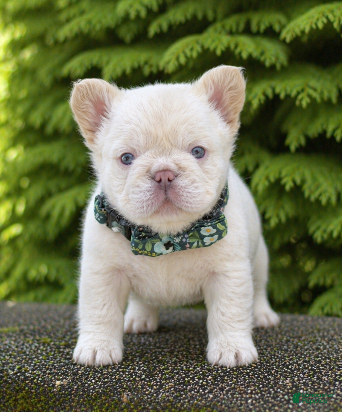 French Bulldog dogs Leo - Ad 25