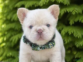 French Bulldog dogs Leo - Ad 25