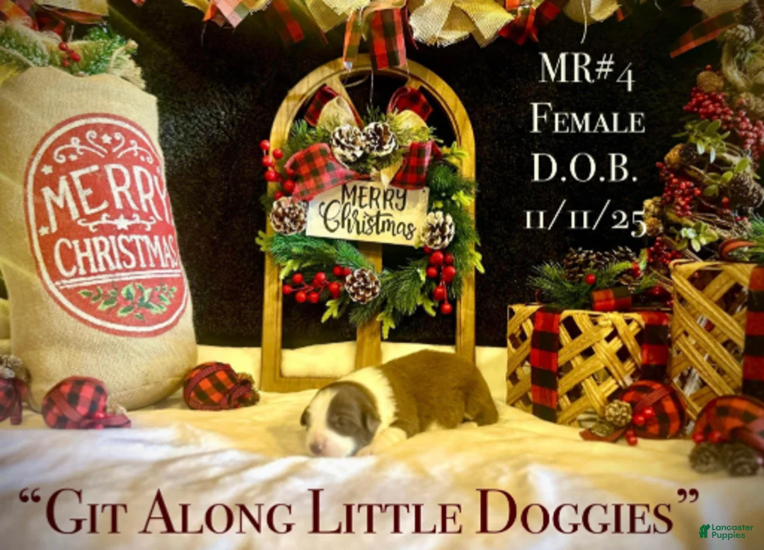 Australian Shepherd dogs for sale: MR#4 - Ad 5