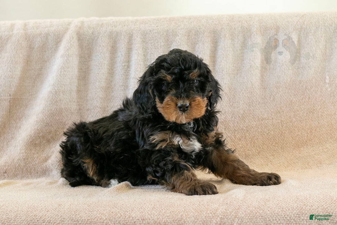 Bernedoodle dogs for sale: Cinderella - Ad 11
