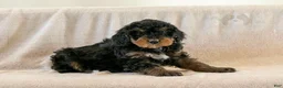 Bernedoodle dogs for sale: Cinderella - Ad 11