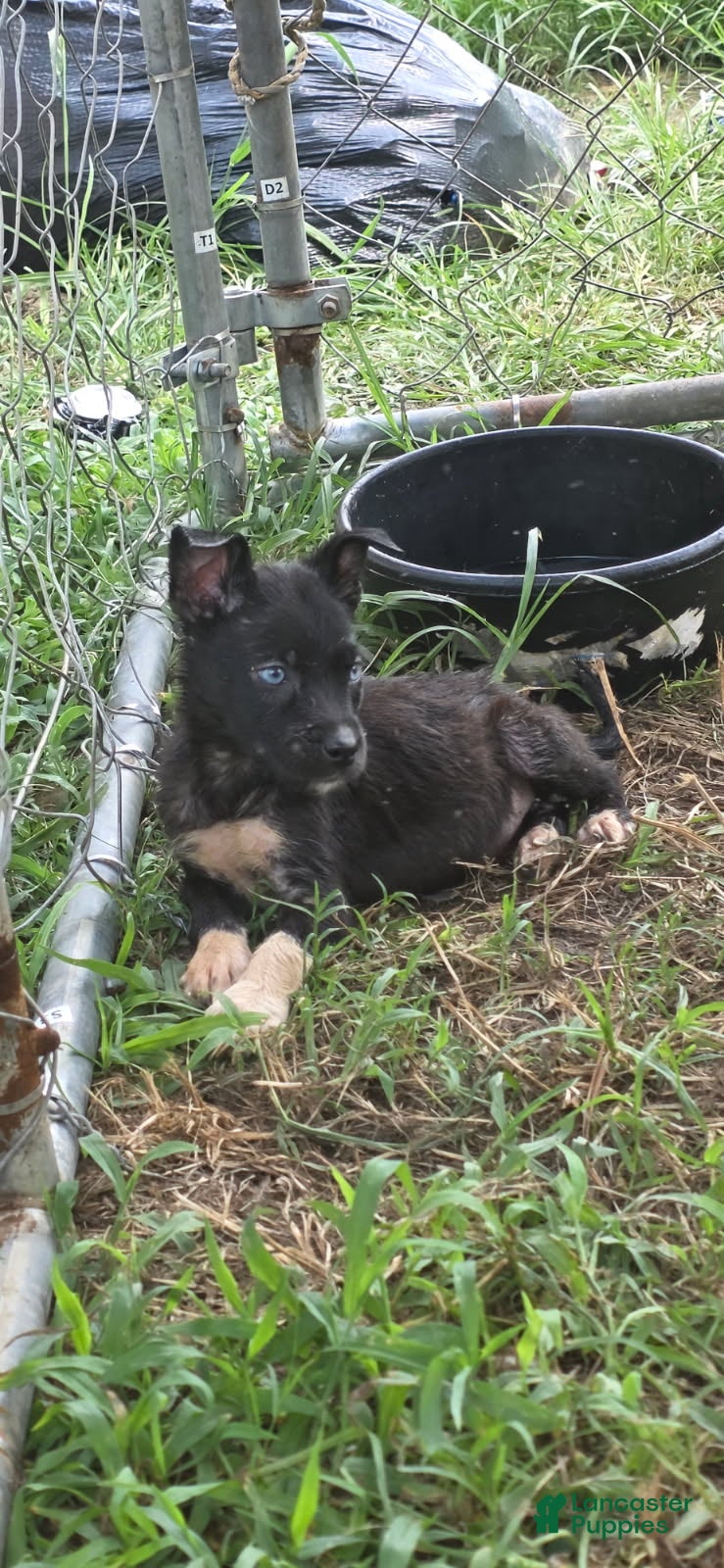 Pitsky dogs for sale: Midnight - Ad 3