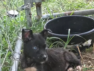 Pitsky dogs Midnight - Ad 2