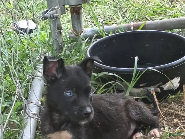 Pitsky dogs Midnight - Ad 1