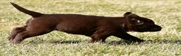 Labrador Retriever dogs for sale: Jenna - Ad 2