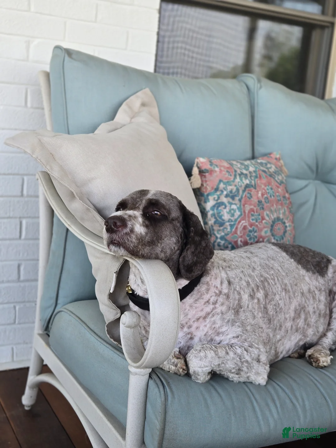 Spanish Water Dog dogs for sale: Spanish Water Dog Puppy 1 - Ad 2