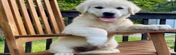 Golden Retriever dogs for sale: Golden Retriever 2 - Ad 3