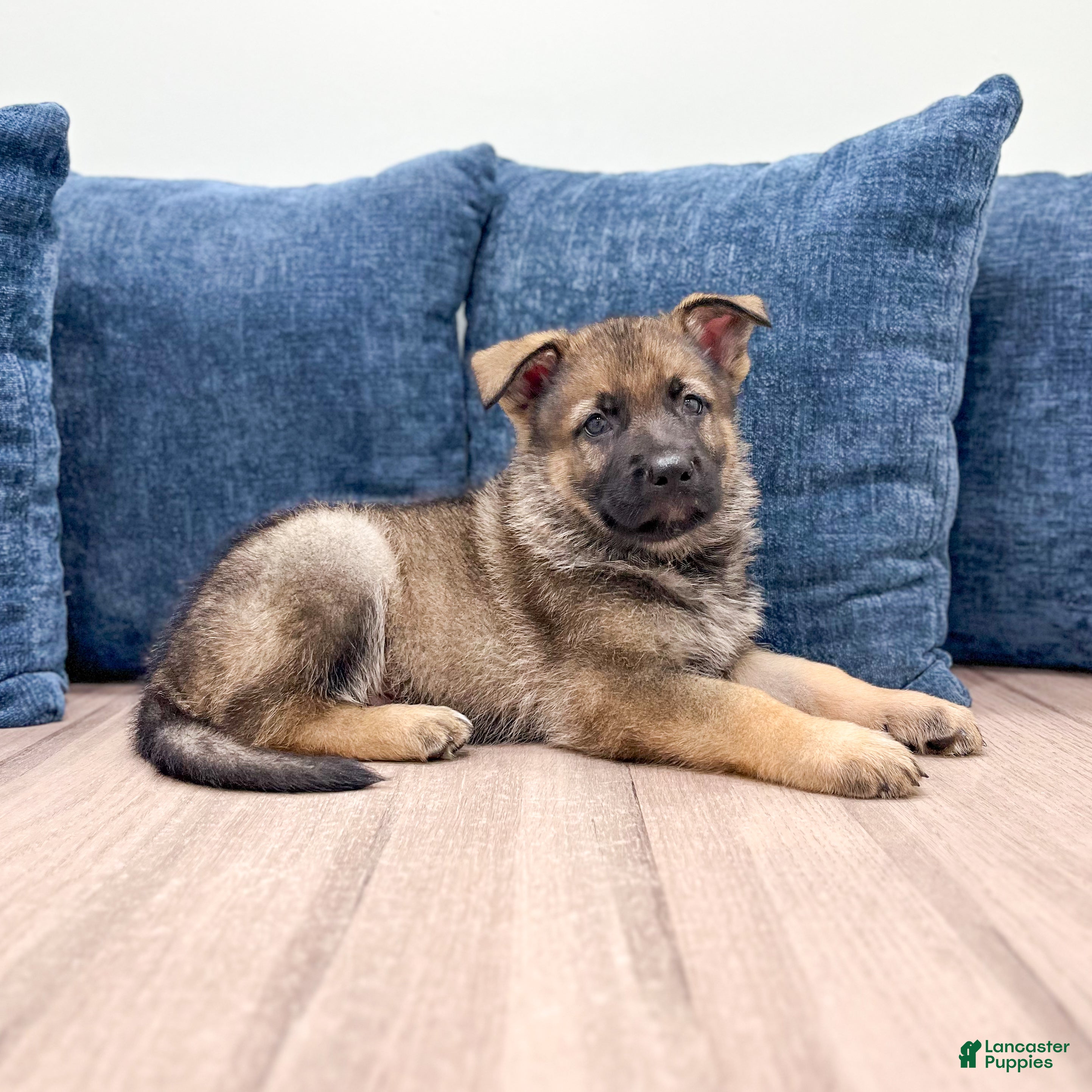 German Shepherd dogs Carson - Ad 1