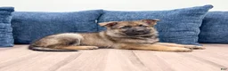 German Shepherd dogs for sale: Carson - Ad 3