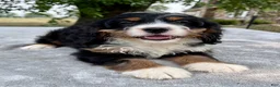 Bernedoodle dogs for sale: Annabell - Ad 3