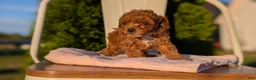 Miniature Poodle dogs for sale: Hazel - Ad 8