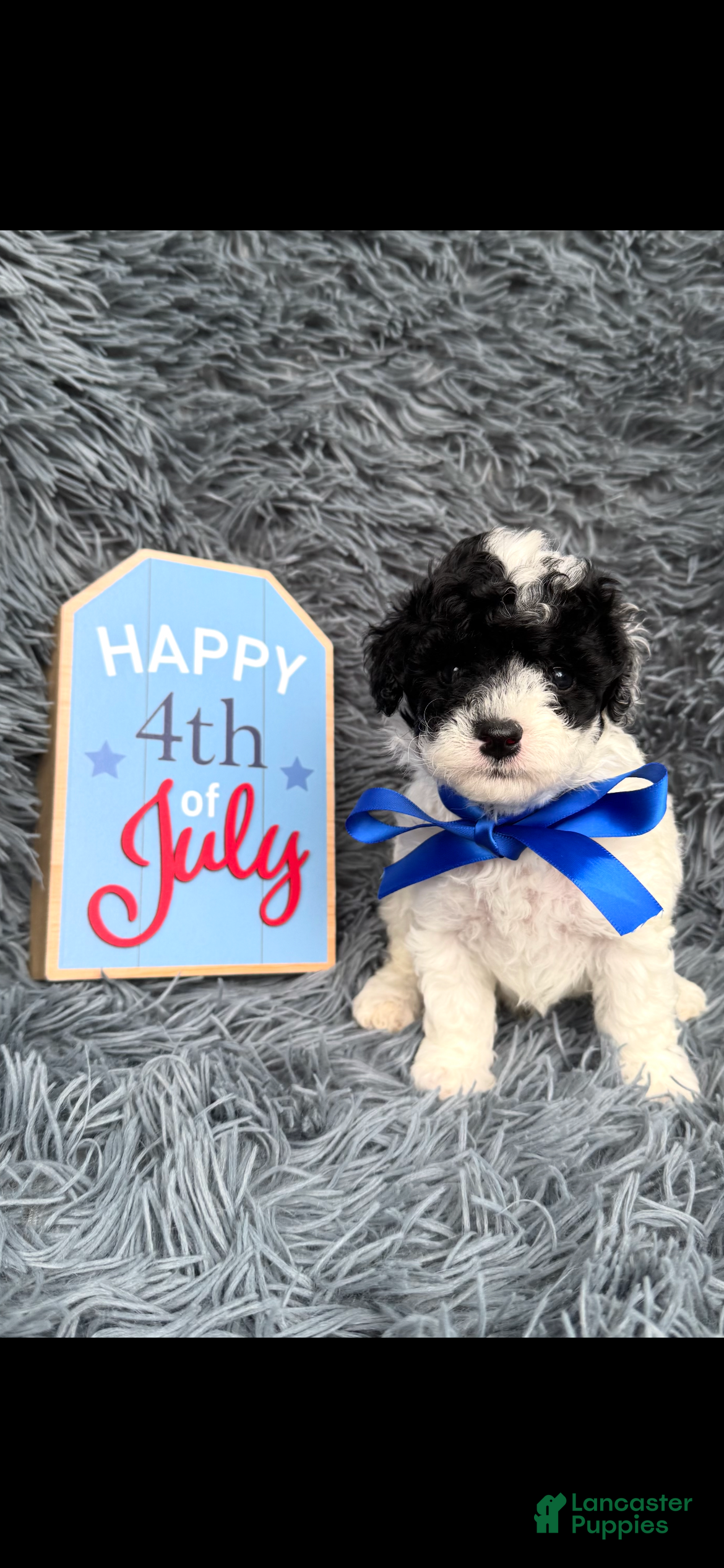Toy Poodle dogs Toy Poodle 1 - Ad 2