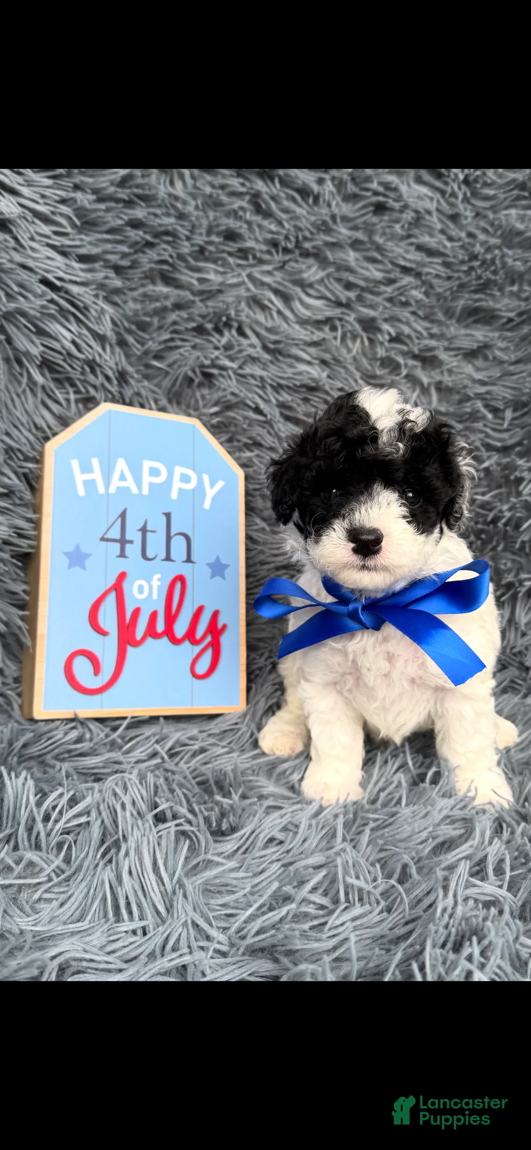 Toy Poodle dogs for sale: Toy Poodle 1 - Ad 2