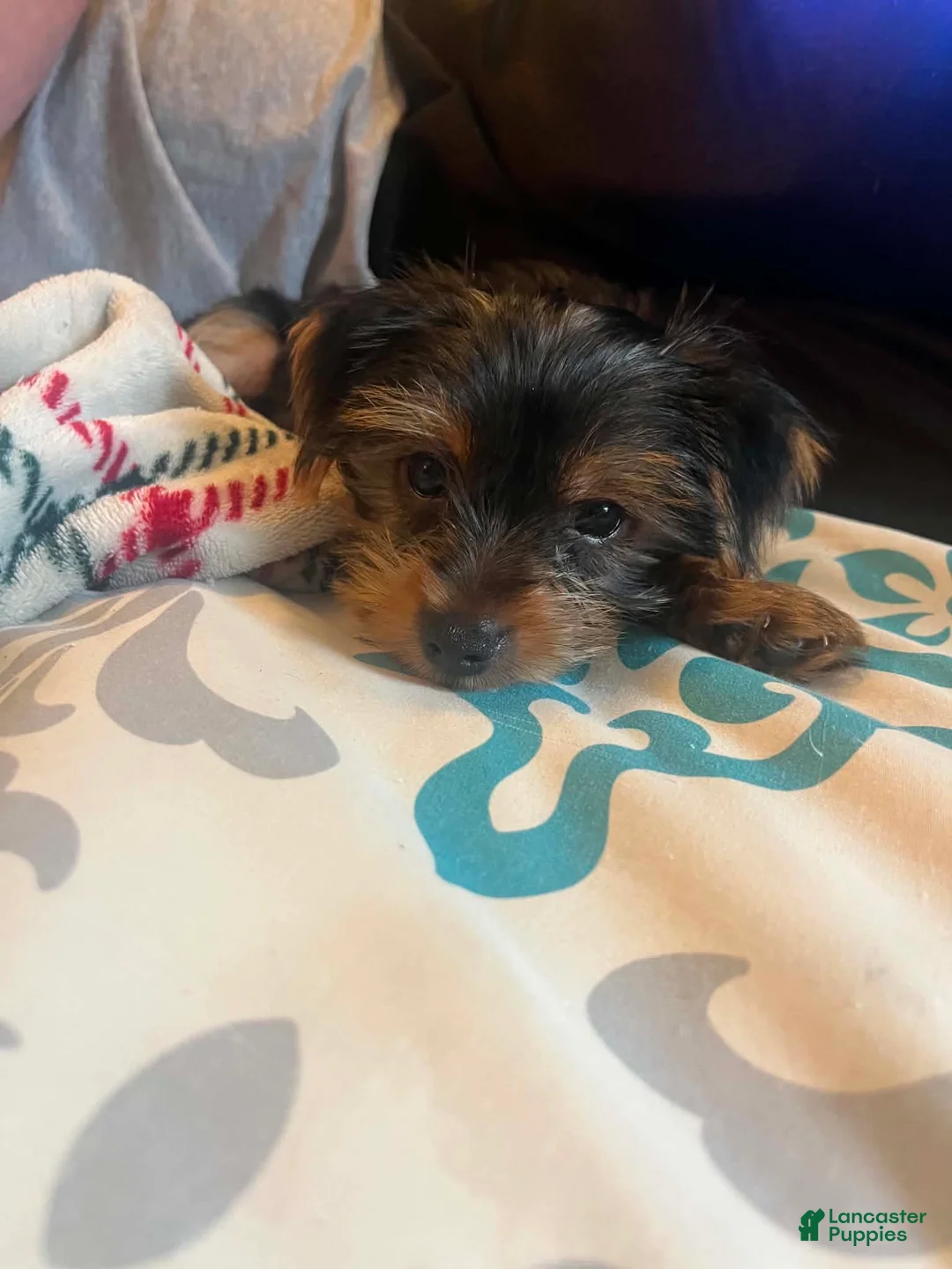 Yorkshire Terrier dogs for sale: Cody - Ad 8