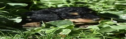 Standard Poodle dogs for sale: Standard Poodle 12 Small Black Phantom - Ad 5