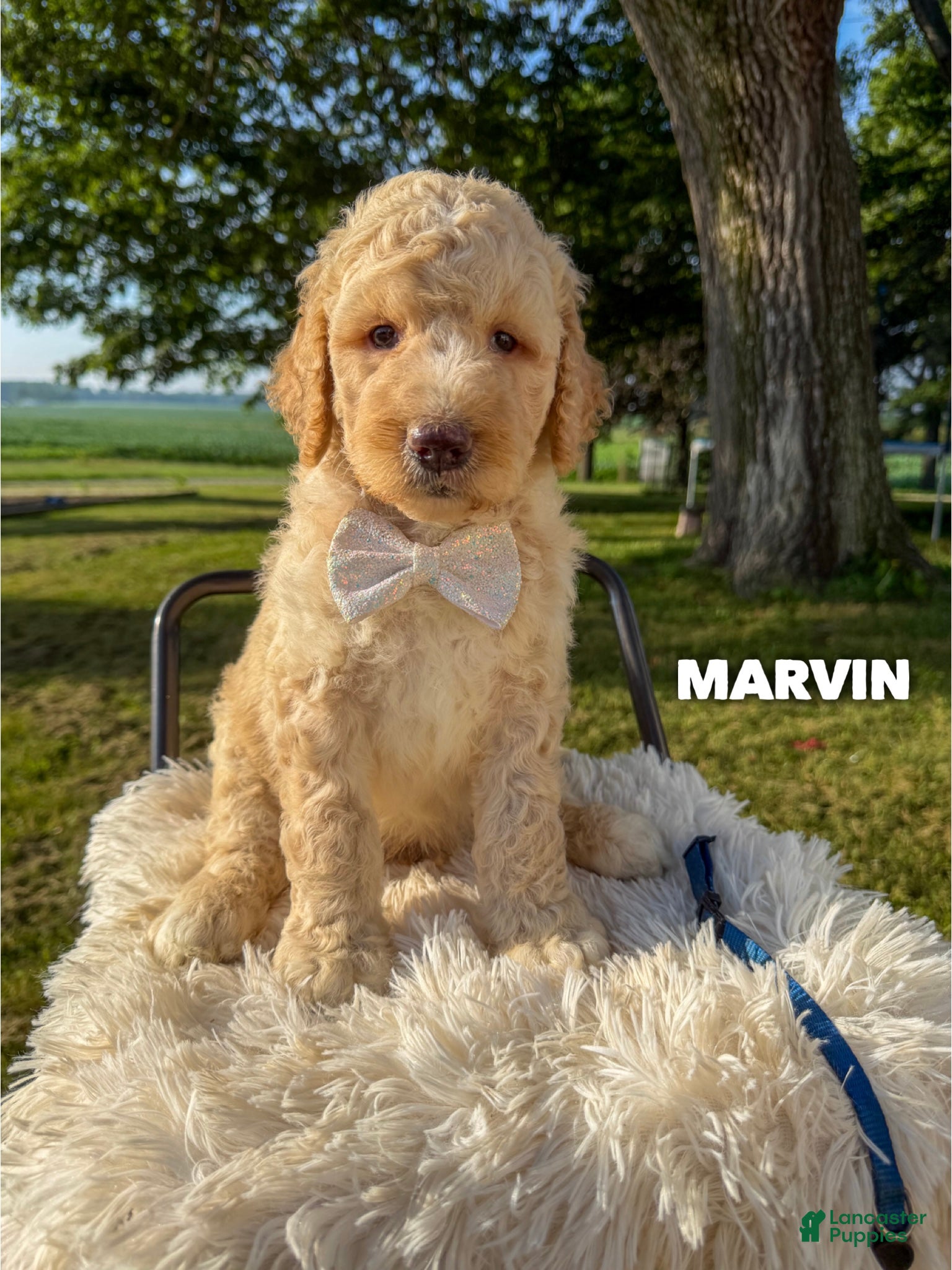 Goldendoodle dogs Marvin - F1b - Ad 1