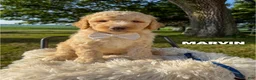 Goldendoodle dogs for sale: Marvin - F1b - Ad 2