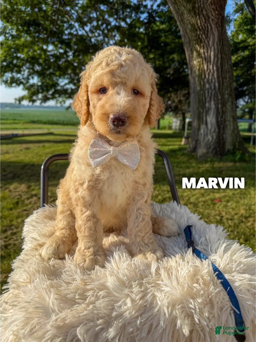 Goldendoodle dogs for sale: Marvin - F1b - Ad 2
