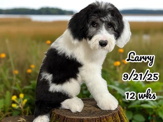 Sheepadoodle dogs - Ad 19