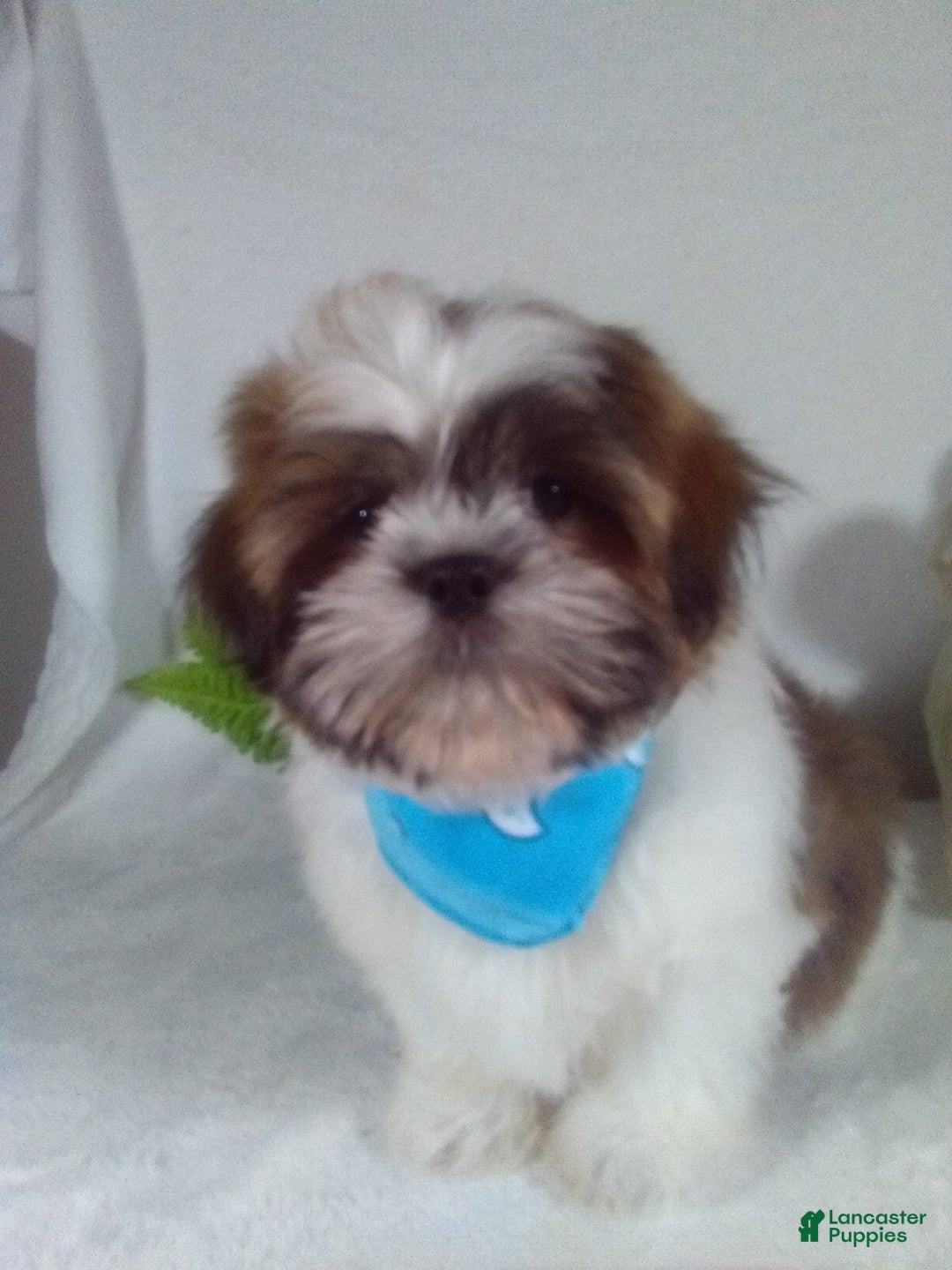 Shih Tzu dogs for sale: Hero - Ad 1