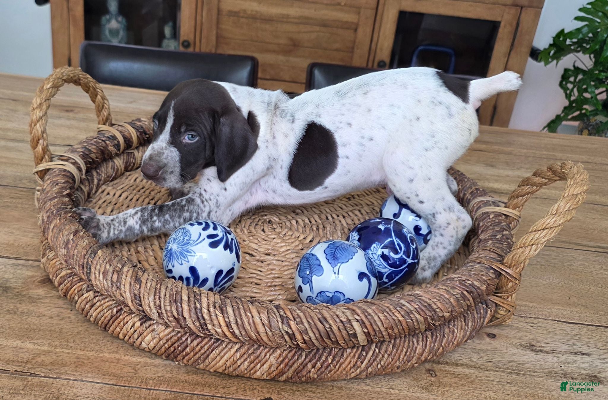 German Shorthaired Pointer dogs German Shorthaired Pointer 4 - Ad 1